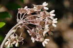 Pinewoods milkweed